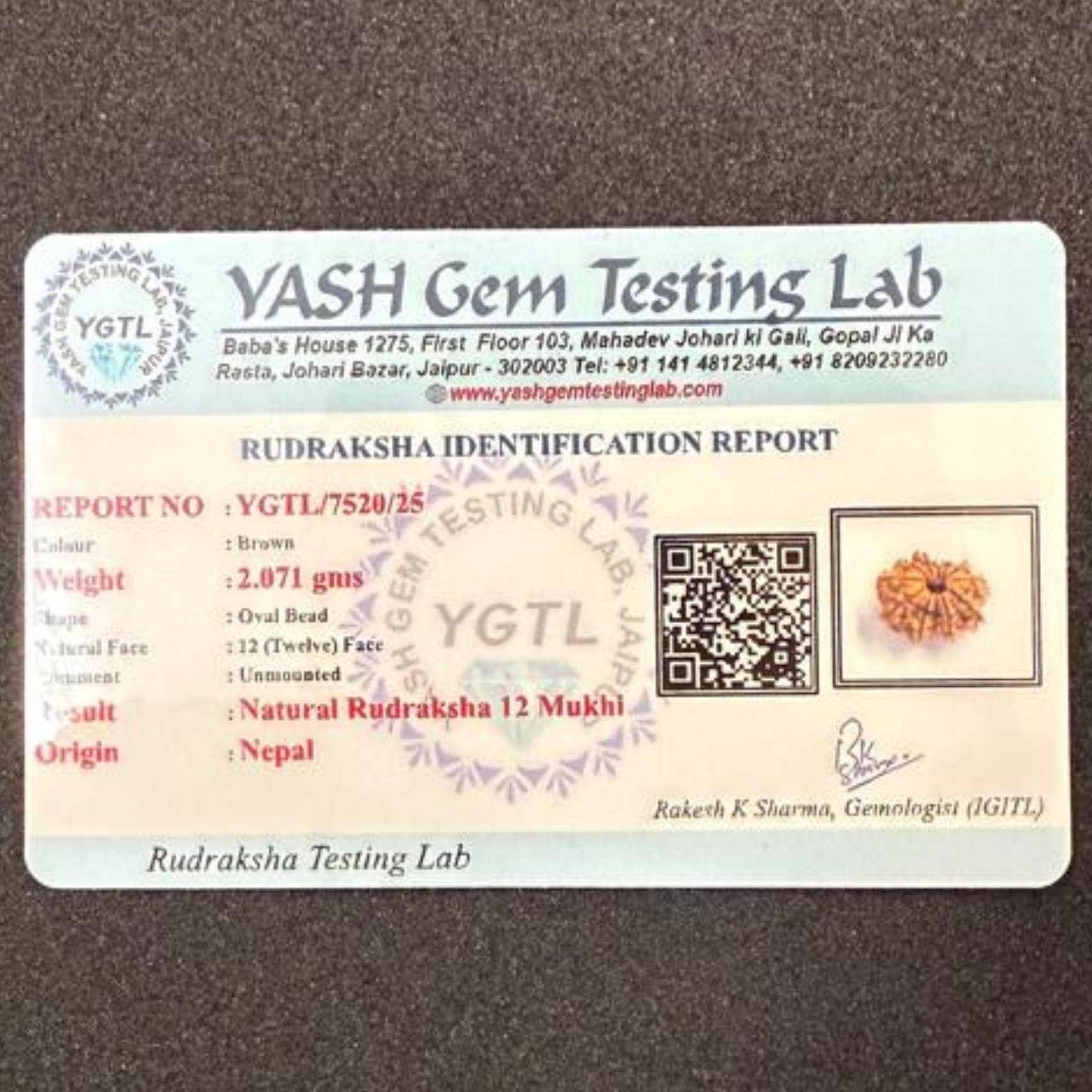 Rudraksha 12 Mukhi Nepal