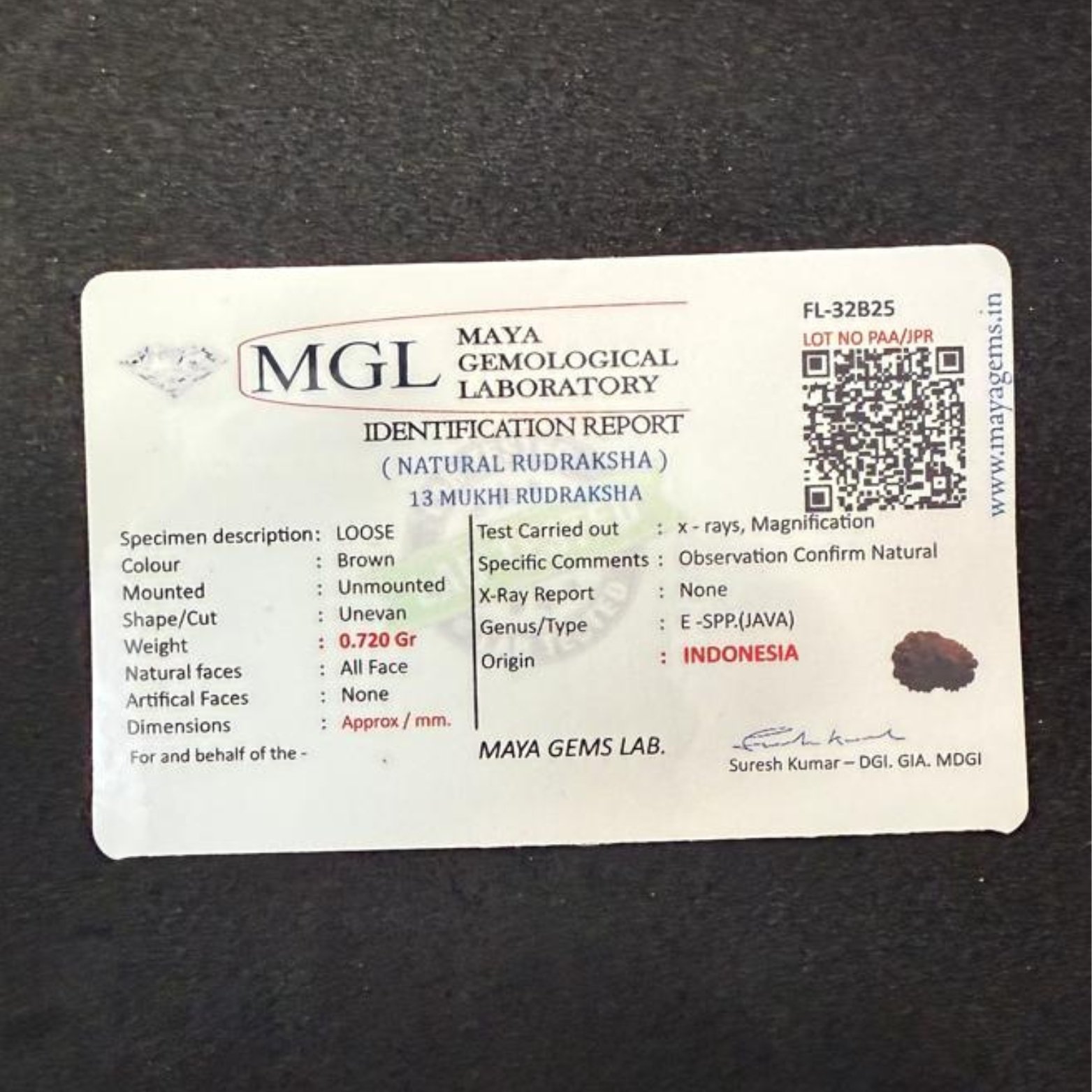 13 MUKHI RUDRAKSHA (Natural Rudraksha)