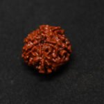 RUDRAKSHA 6 MUKHI