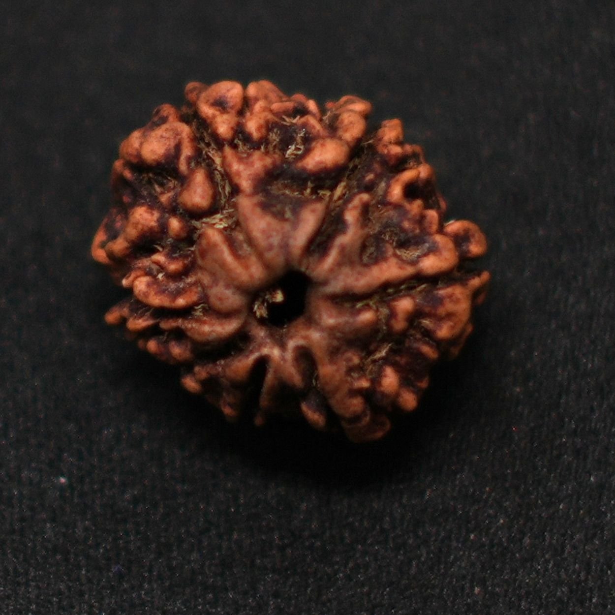 7 Mukhi Rudraksha (1)